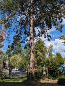 Baum mit Ultraweitwinkel