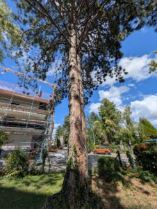 Baum mit Weitwinkel