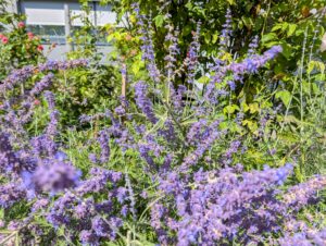 Blumen mit Weitwinkel
