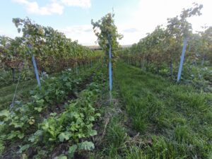 Ultraweitwinkel-Aufnahme