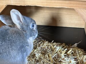 Hauptkamera mit 2x Zoom 3