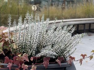 Hauptkamera mit 2x Zoom