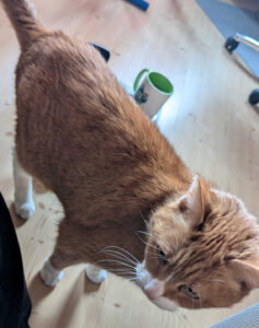 Shokz Open Fit 2 Pro mit Kater