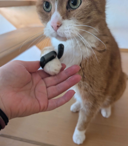 Shokz OpenFit Pro Open Ear am Pfötchen eines orange-getigerten Katers