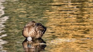 vivo X300 Pro Testfoto – Ente 2