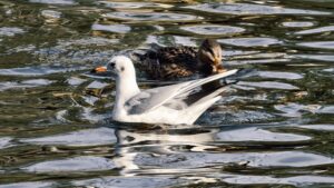 vivo X300 Pro Testfoto – Wasservogel