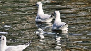 vivo X300 Pro Testfoto – Wasservogel 2