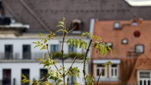 vivo X300 Pro Testfoto – Busch nah