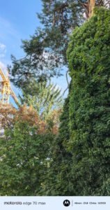 Motorola Edge 70 Max im Test – Beispielfoto (Natur 2)