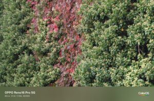 Oppo Reno 16 Pro Test – Foto mit 85 mm (3,5x)