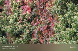Oppo Reno 16 Pro Test – Foto mit 170 mm (7x)