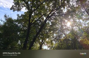 Oppo Reno 16 Pro Test – Sonne durch Blätter